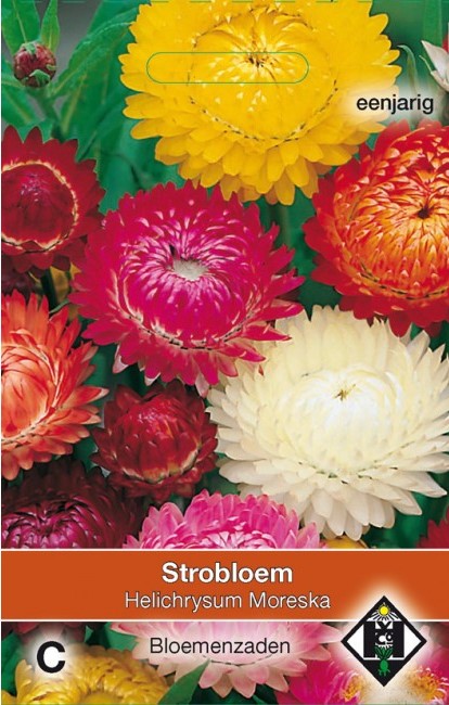 Strobloem