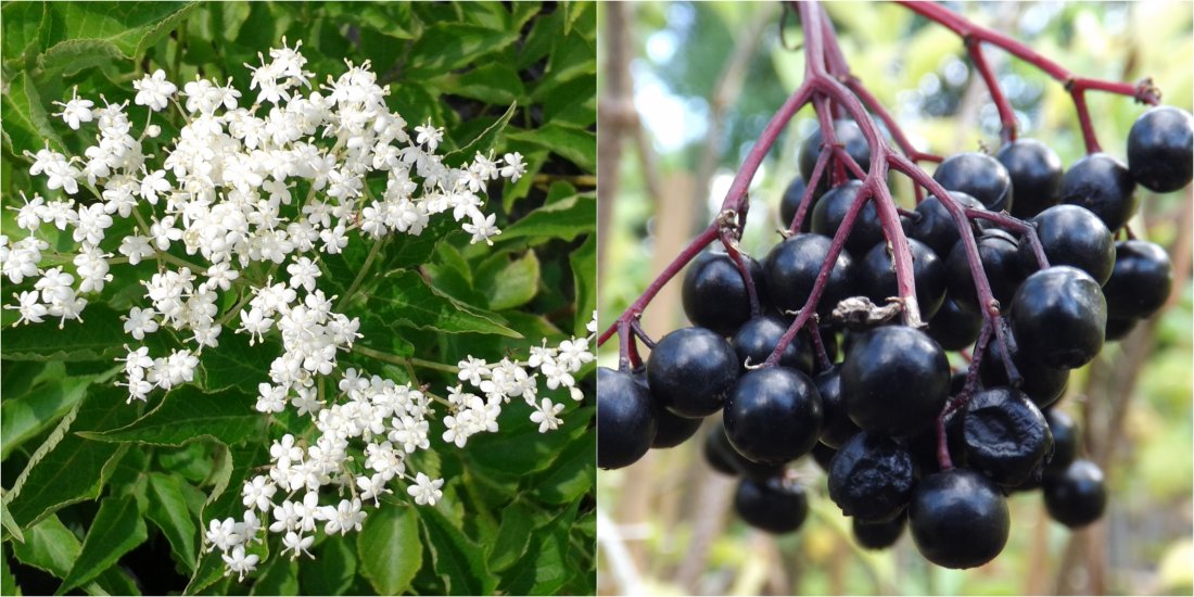 Vlierbes (Sambucus nigra)