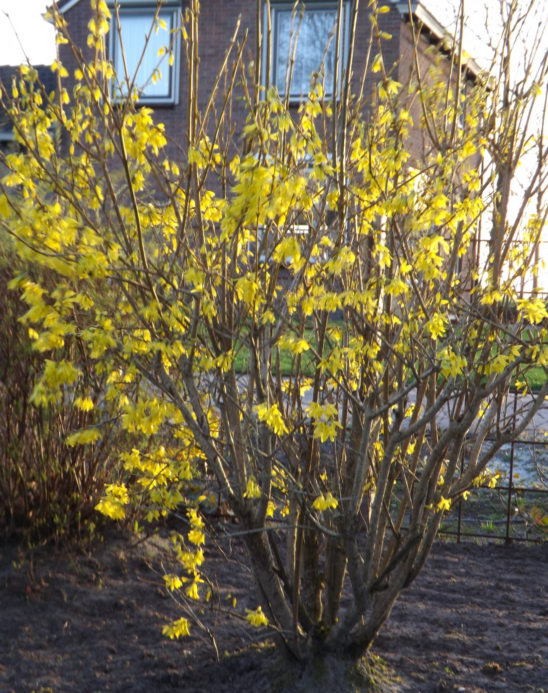 Forsythia interm. 'Spectabilis'