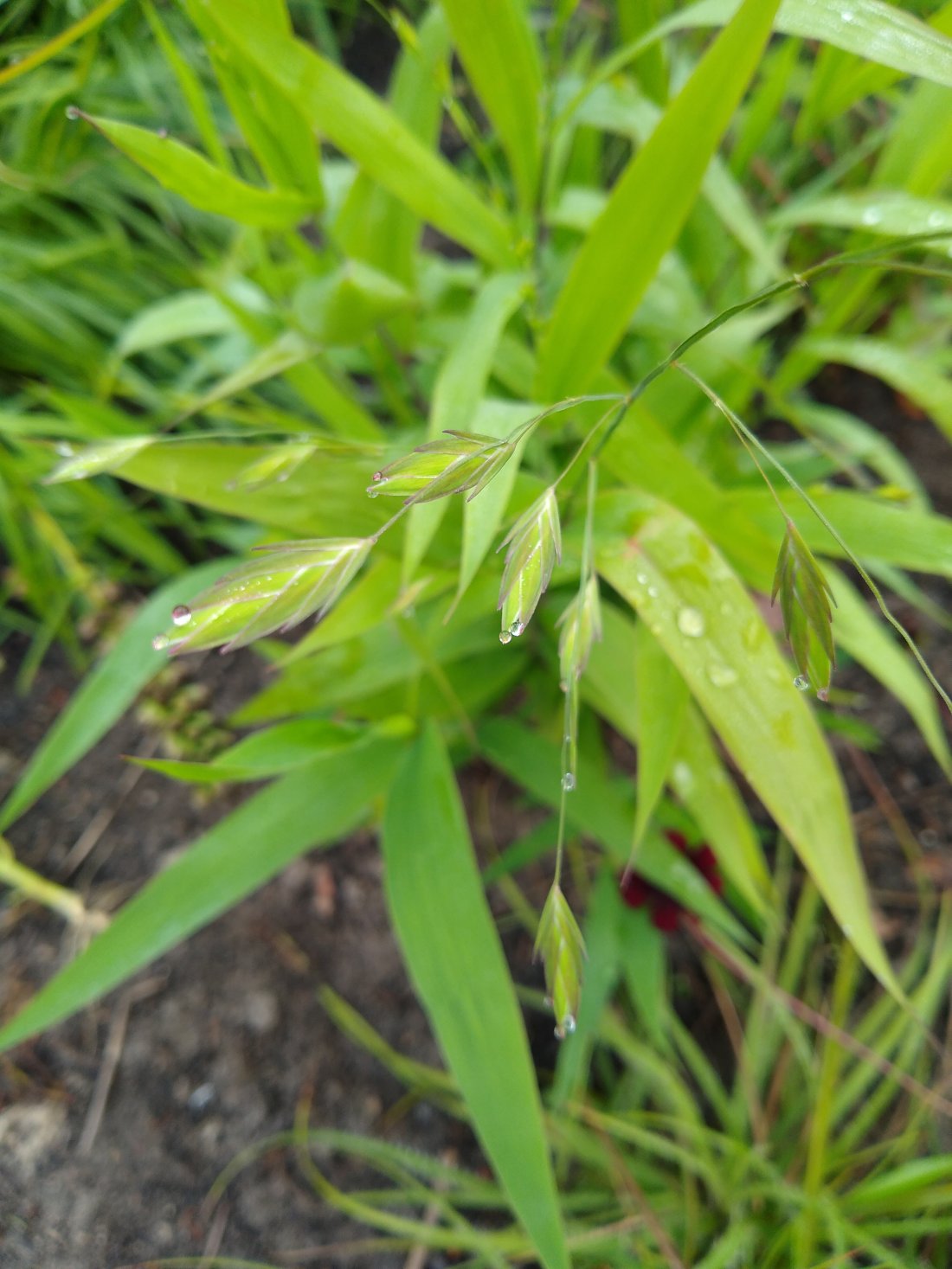 Chasmanthium latifolium