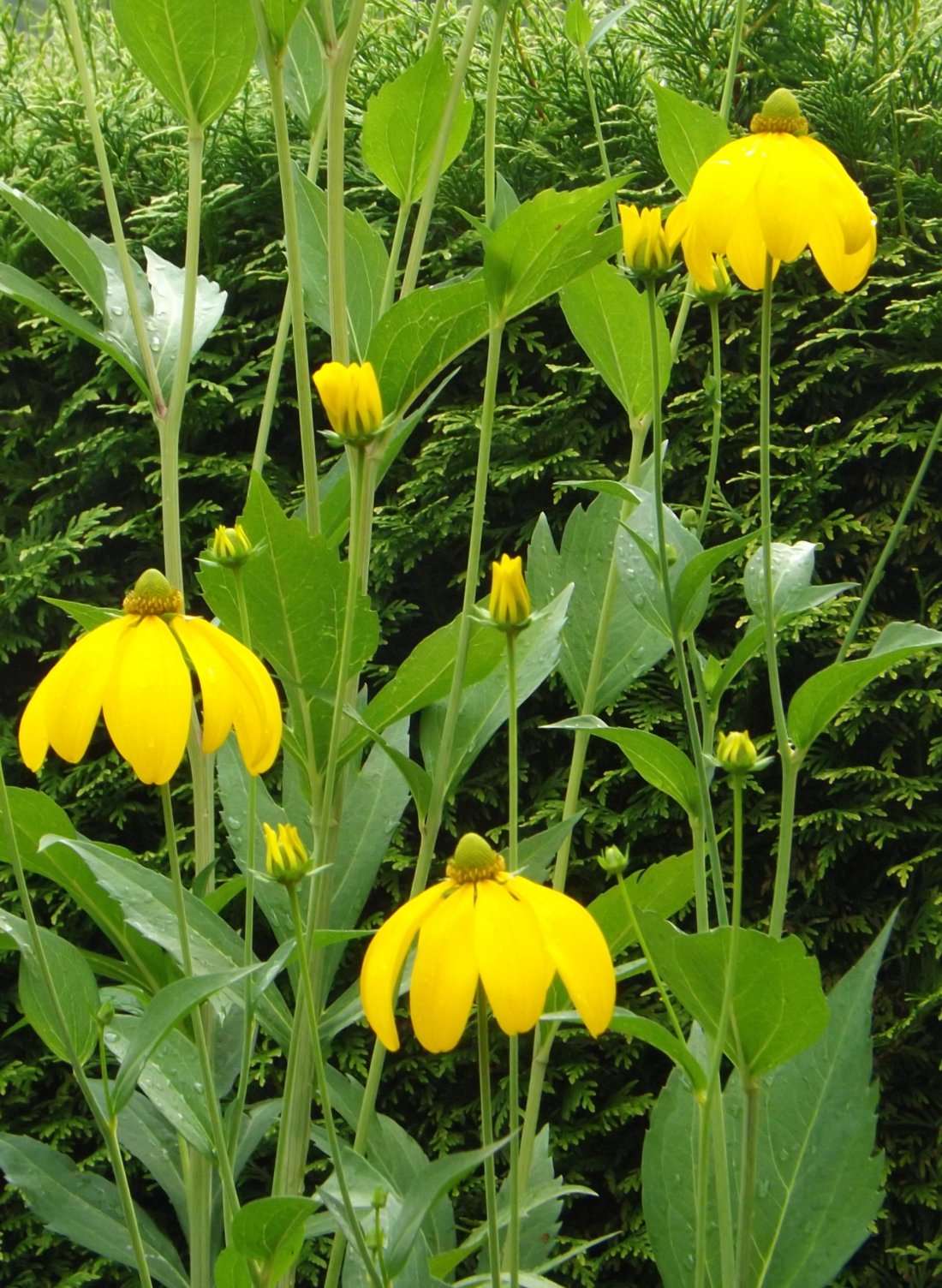 Rudbeckia nitida 'Herbstsonne'