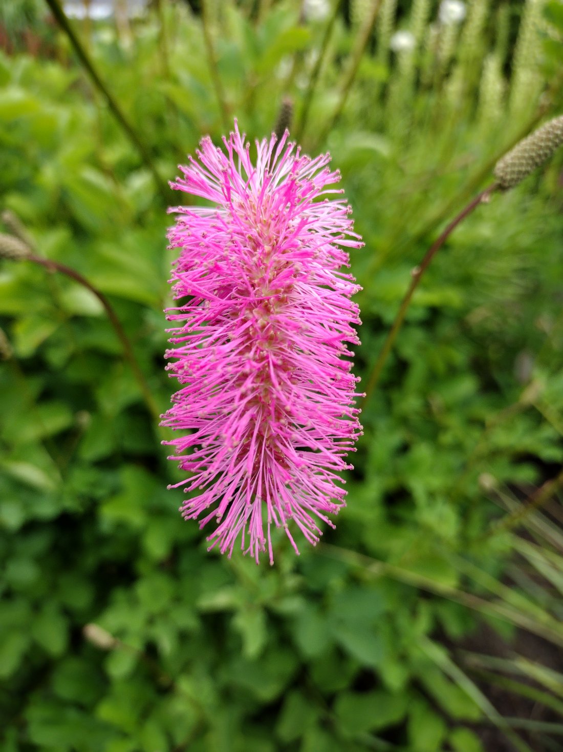 Sanguisorba obtusa