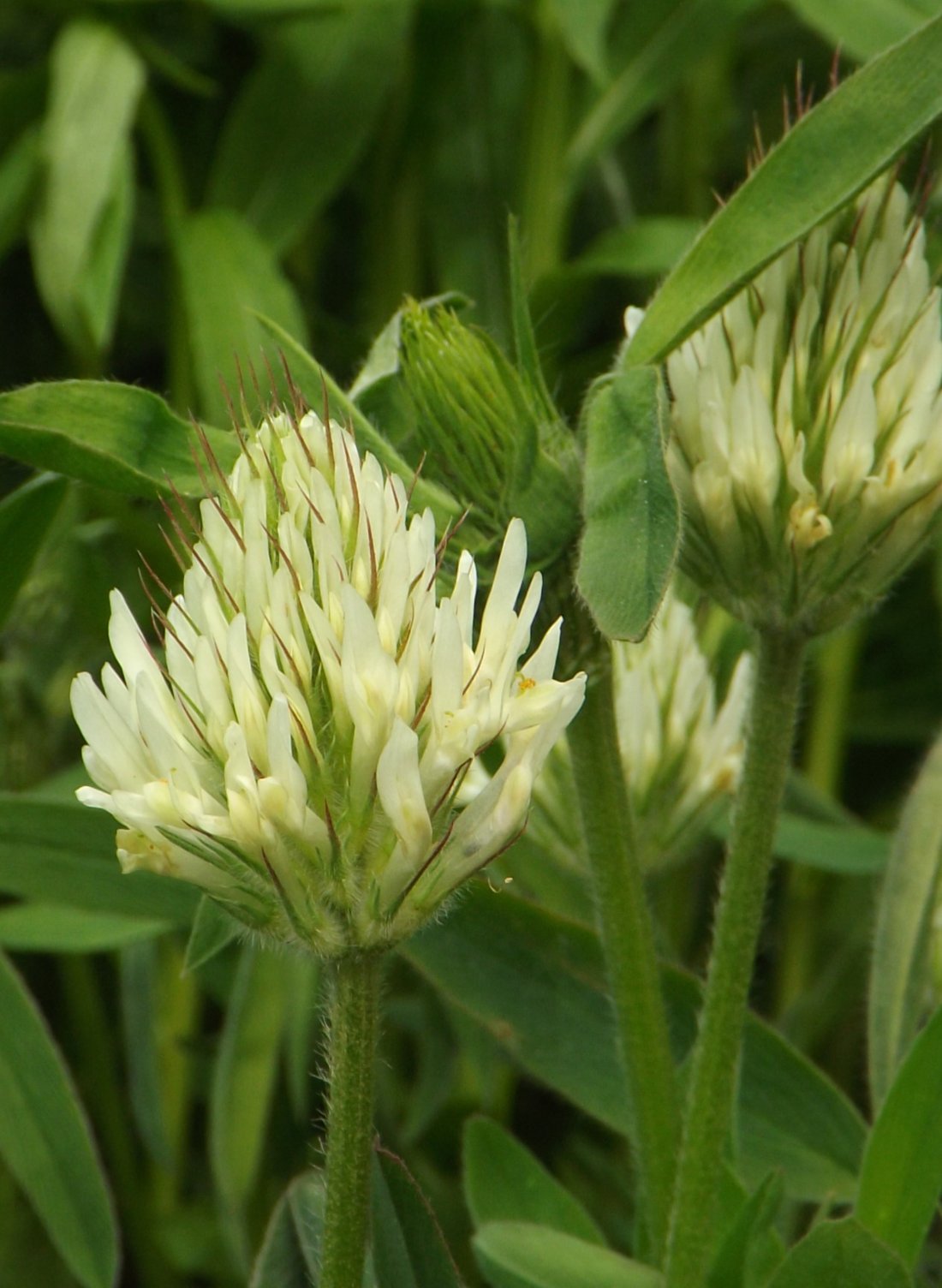 Trifoluim ochroleucon