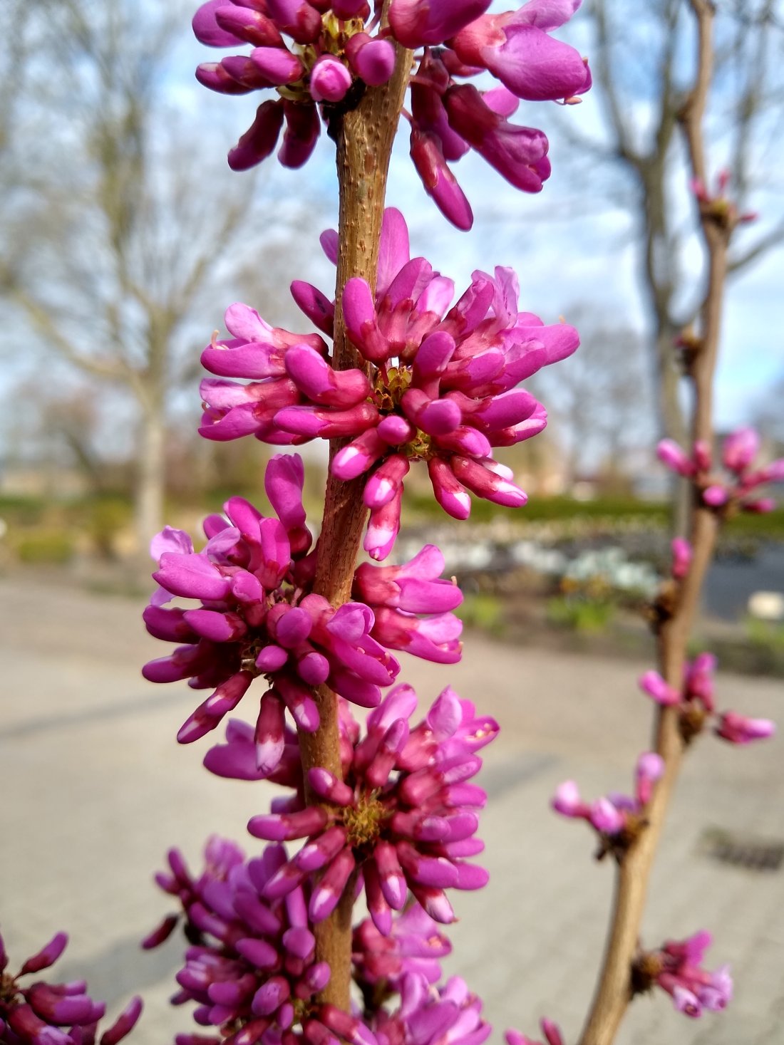 Cercis chinensis 'Avondale'