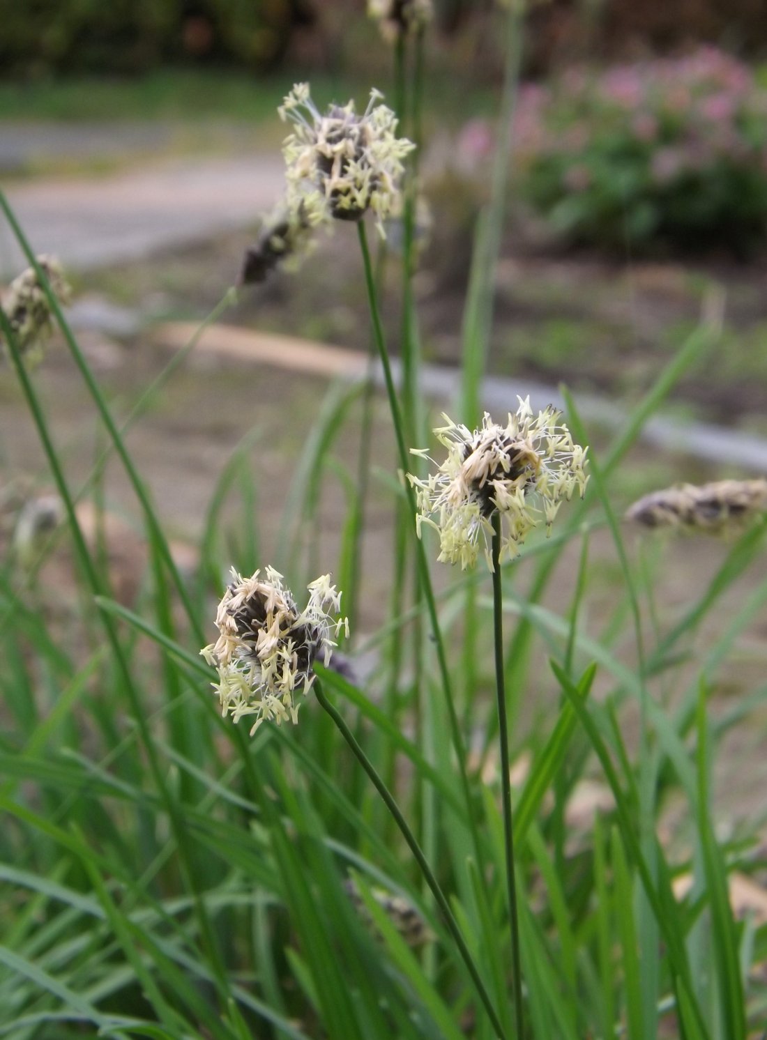 Sesleria heufleriana
