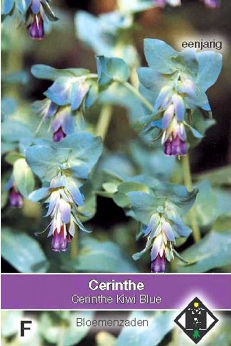 Cerinthe