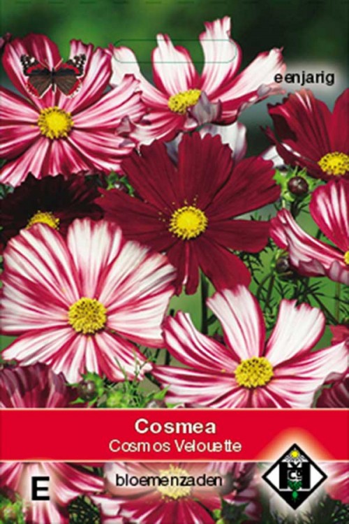 Cosmea