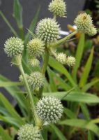 Eryngium yuccifolium