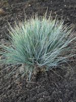 Festuca glauca x 'Elijah Blue'