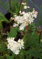 Filipendula vulgaris