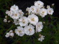 Achillea ptarmica´The Pearl´