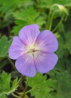 Geranium 'Rozanne'