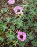 Geranium cin. 'Ballerina'