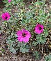 Geranium cin. 'Subcaulscens'