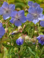 Geranium pratense