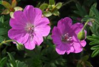 Geranium sanguineum 'Max Frei'