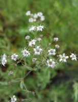 Gypsophila paniculata