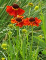 Helenium 'Moerheim Beauty'