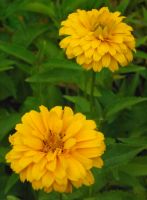 Heliopsis helianthoides 'Zomerzon'