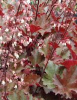 Heuchera 'Chocolate Ruffles'