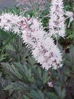 Actaea simplex 'Pink Spike'