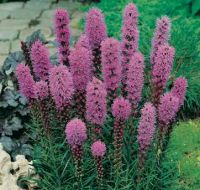 Liatris spicata