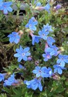 Lithodora d. 'Heavenly Blue'