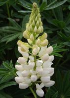 Lupinus 'Noble Maiden'