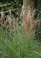 Miscanthus sin. 'Kleine Silberspinne'