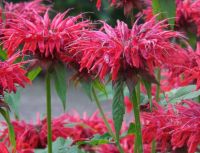 Monarda 'Gardenview Scarlet'