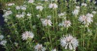 Monarda 'Schneewittchen'