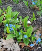 Omphalodes verna