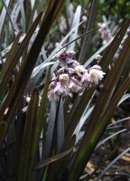 Ophiopogon planicarpus ´Niger´