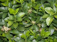 Pachysandra terminalis