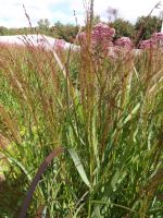 Panicum virgatum 'Shenandoah'