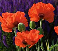 Papaver or. 'Brilliant'