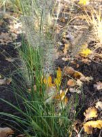 Pennisetum alopecuroides 'Hameln'