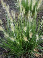 Pennisetum alopecuroides 'Little Bunny’