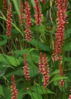 Persicaria a. 'Orange Field'