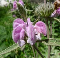 Phlomis tuberosa 'Amazone'