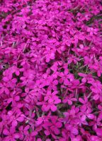 Phlox douglassii 'Crackerjack'