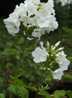 Phlox (P) 'White Admiral'