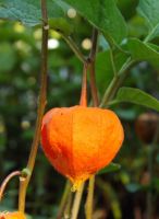 Physalis alkekengi franchetii