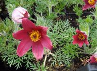 Pulsatilla vulgaris 'Rubra'