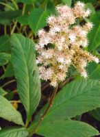 Rodgersia henrici