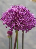 Allium 'Purple Sensation'