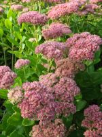 Sedum 'Herbstfreude'