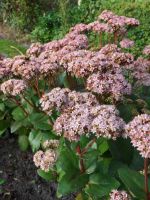 Sedum 'Matrona'