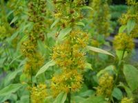 Solidago flexicaulis 'Variegata'