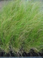 Stipa tenuissima 'Ponytails'